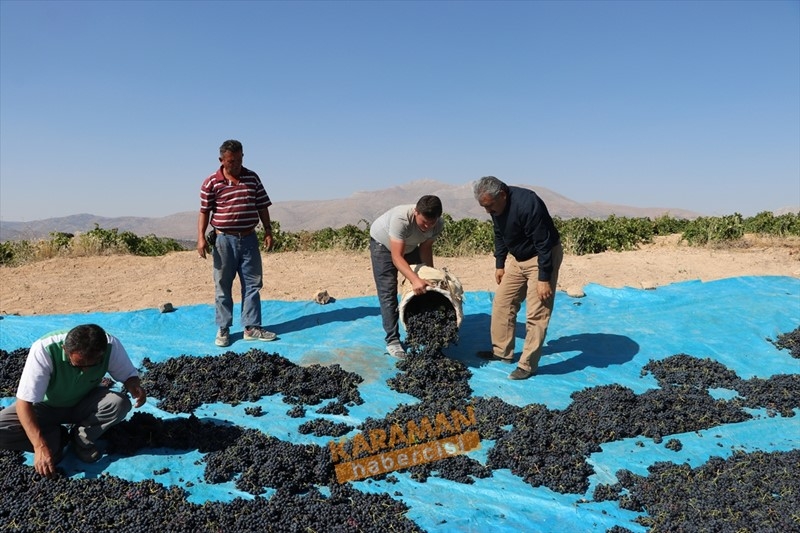 Kuruyemişin Yeni Gözdesi Toroslar'ın Üzümü 10