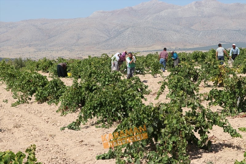 Kuruyemişin Yeni Gözdesi Toroslar'ın Üzümü 12