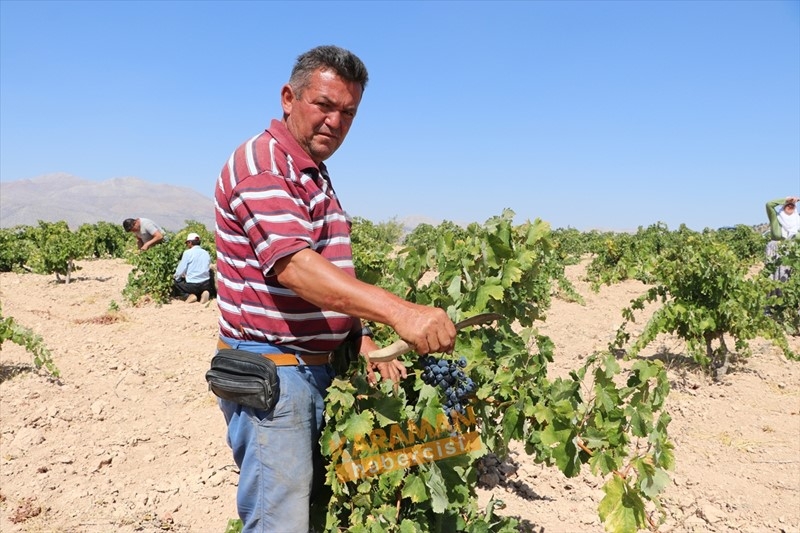 Kuruyemişin Yeni Gözdesi Toroslar'ın Üzümü 2