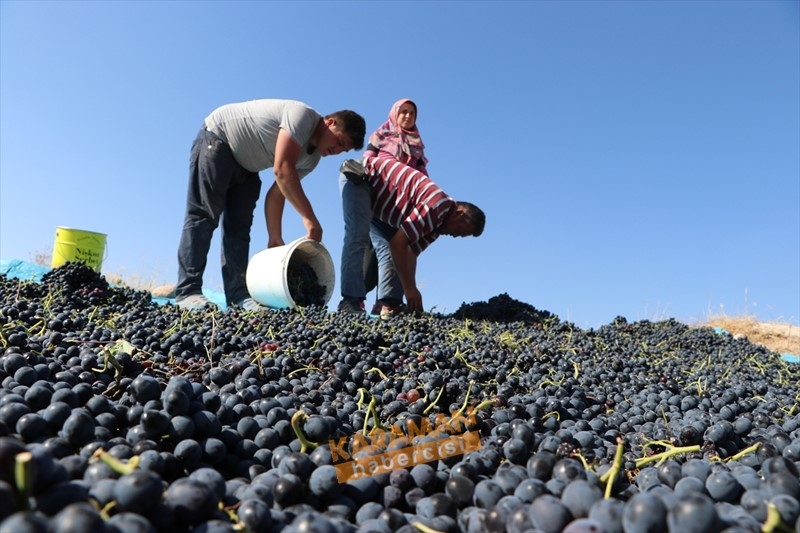 Kuruyemişin Yeni Gözdesi Toroslar'ın Üzümü 3