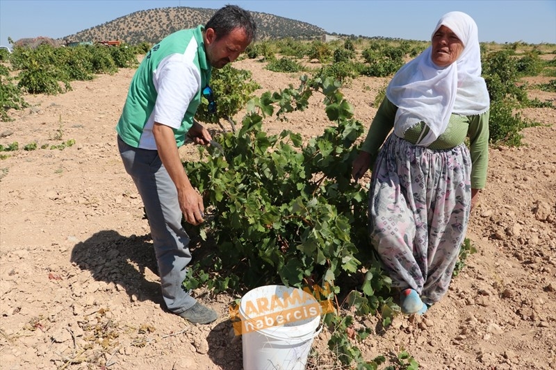 Kuruyemişin Yeni Gözdesi Toroslar'ın Üzümü 4