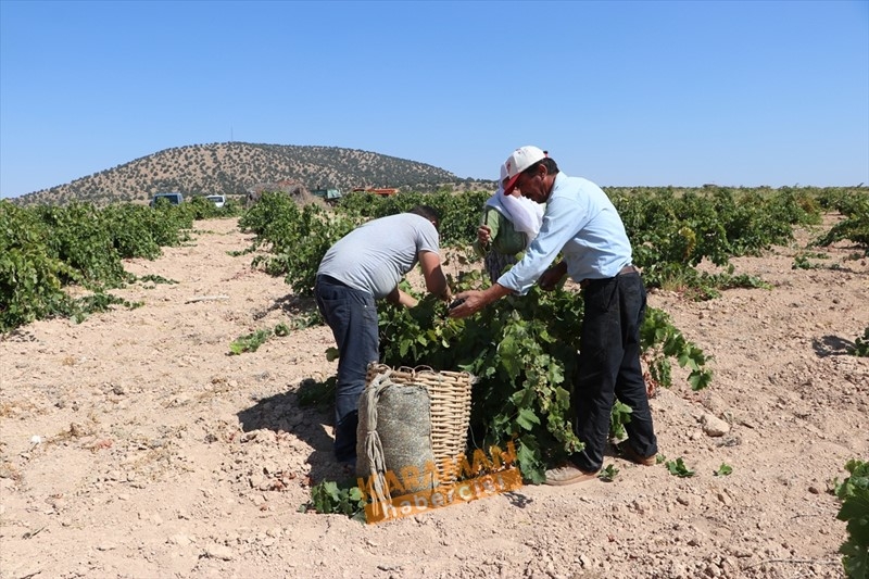 Kuruyemişin Yeni Gözdesi Toroslar'ın Üzümü 6