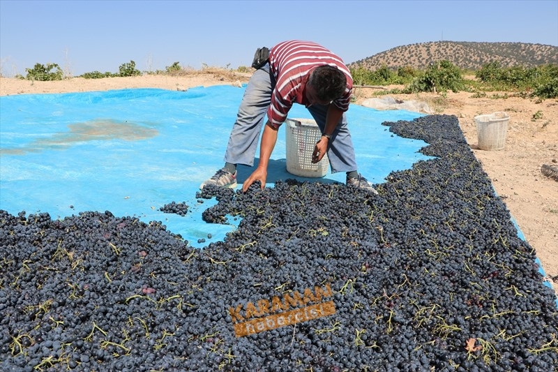 Kuruyemişin Yeni Gözdesi Toroslar'ın Üzümü 7