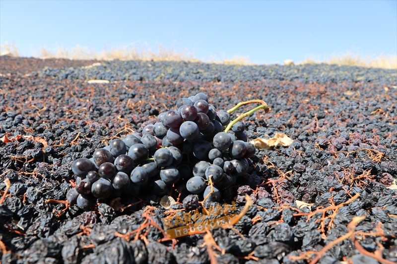 Kuruyemişin Yeni Gözdesi Toroslar'ın Üzümü 8