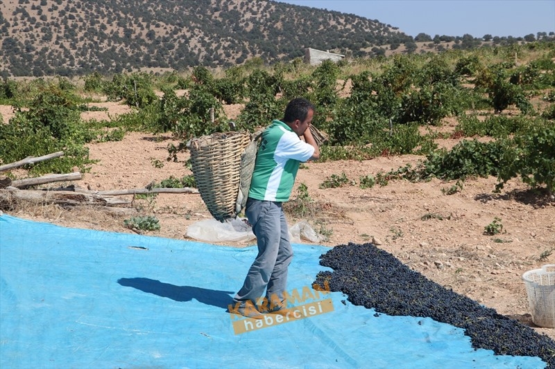 Kuruyemişin Yeni Gözdesi Toroslar'ın Üzümü 9