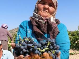 Kuruyemişin Yeni Gözdesi Toroslar'ın Üzümü