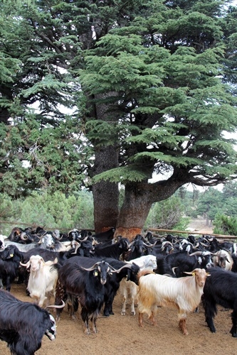 Toros Dağları'nda Yörüklerin Kış Göçü 1