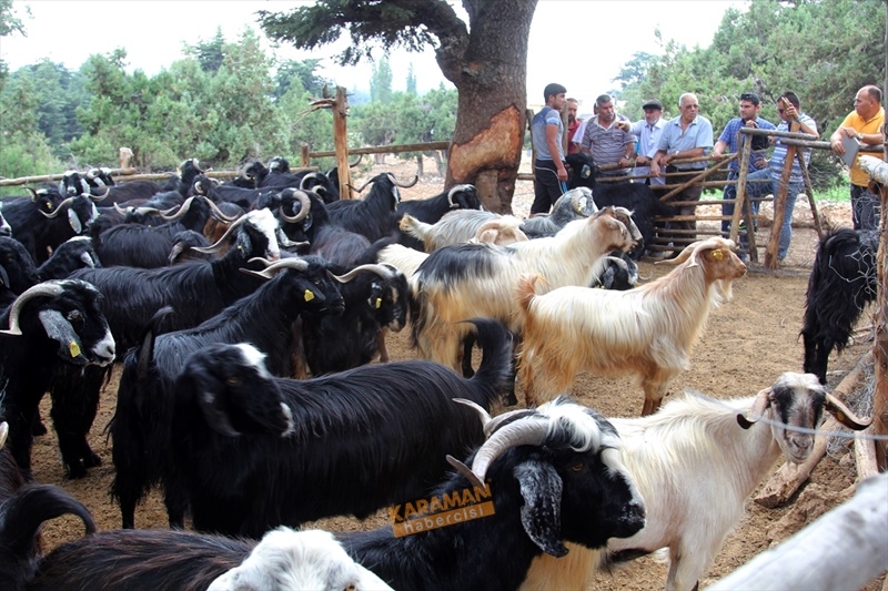 Toros Dağları'nda Yörüklerin Kış Göçü 4