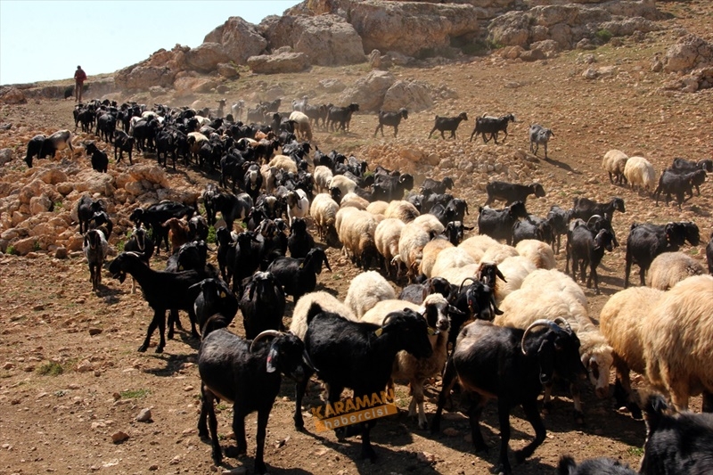 Toros Dağları'nda Yörüklerin Kış Göçü 5