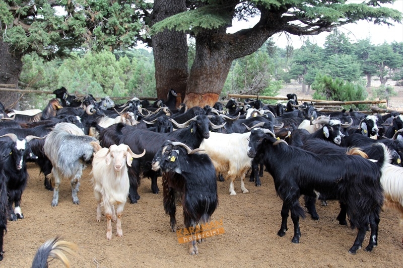 Toros Dağları'nda Yörüklerin Kış Göçü 6