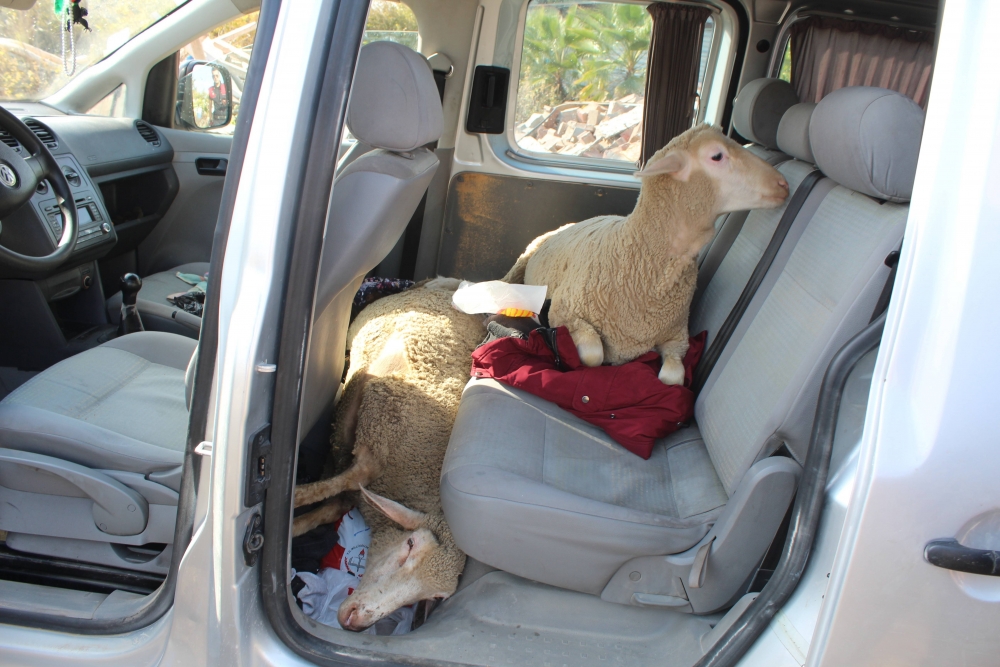 Koyun Çaldılar, "Sünnet Düğünü Yapacaktık" Dediler 1