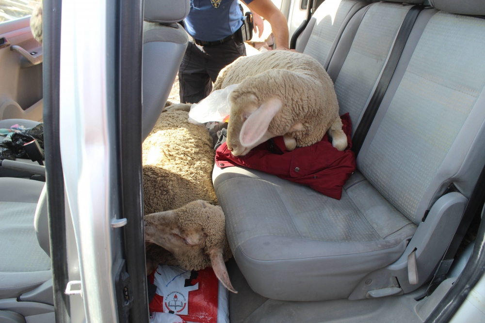 Koyun Çaldılar, "Sünnet Düğünü Yapacaktık" Dediler 2