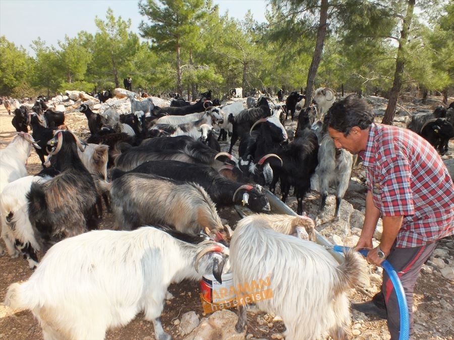 Sarıkeçili Yörükleri Kış Hazırlıkları 3