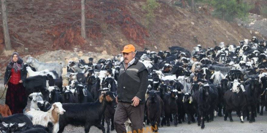 Yörüklerin Toroslarda Geleneksel Yaşantısı