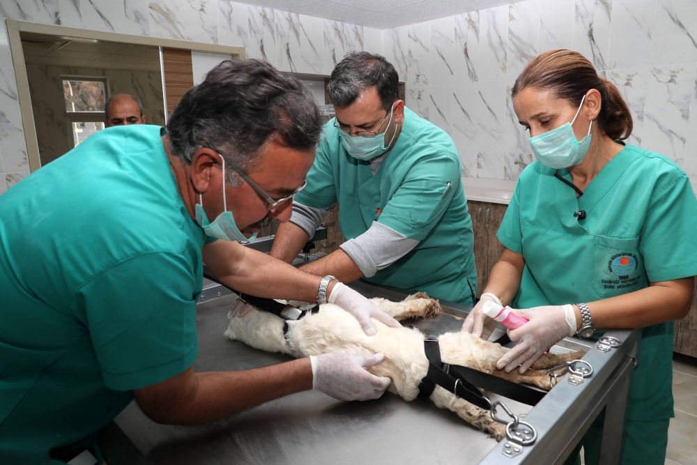 Köpekler İçin Fizik Tedavi Merkezi Ve Terapi Havuzu 1