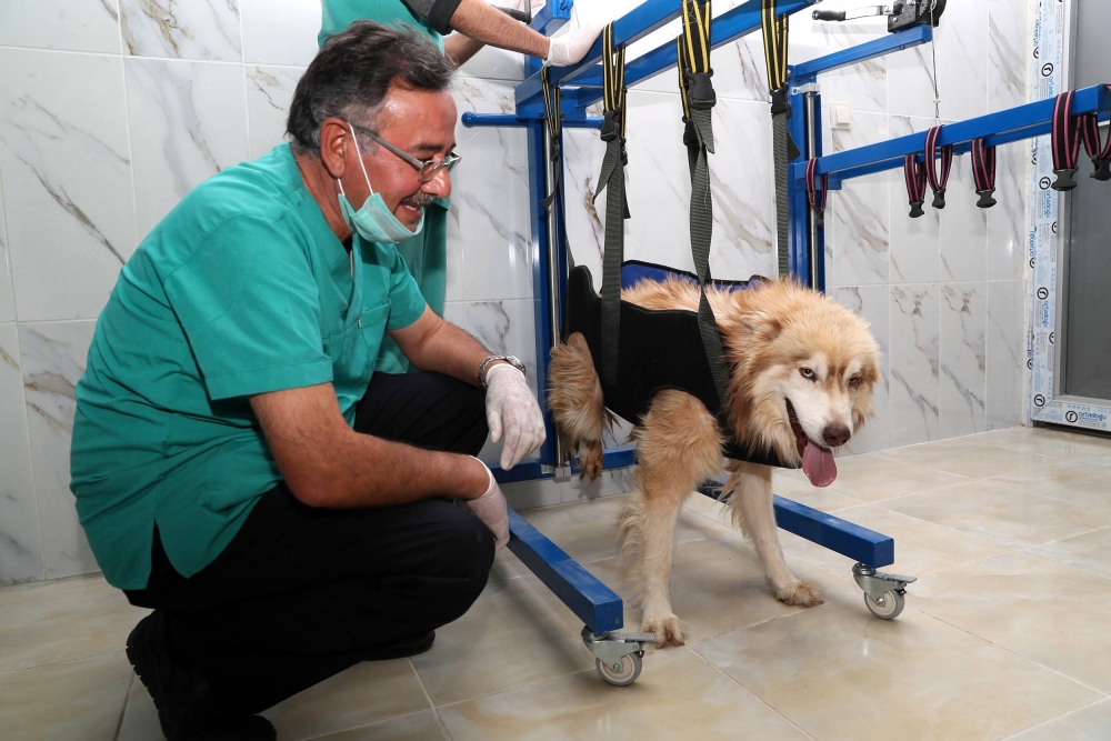 Köpekler İçin Fizik Tedavi Merkezi Ve Terapi Havuzu 2
