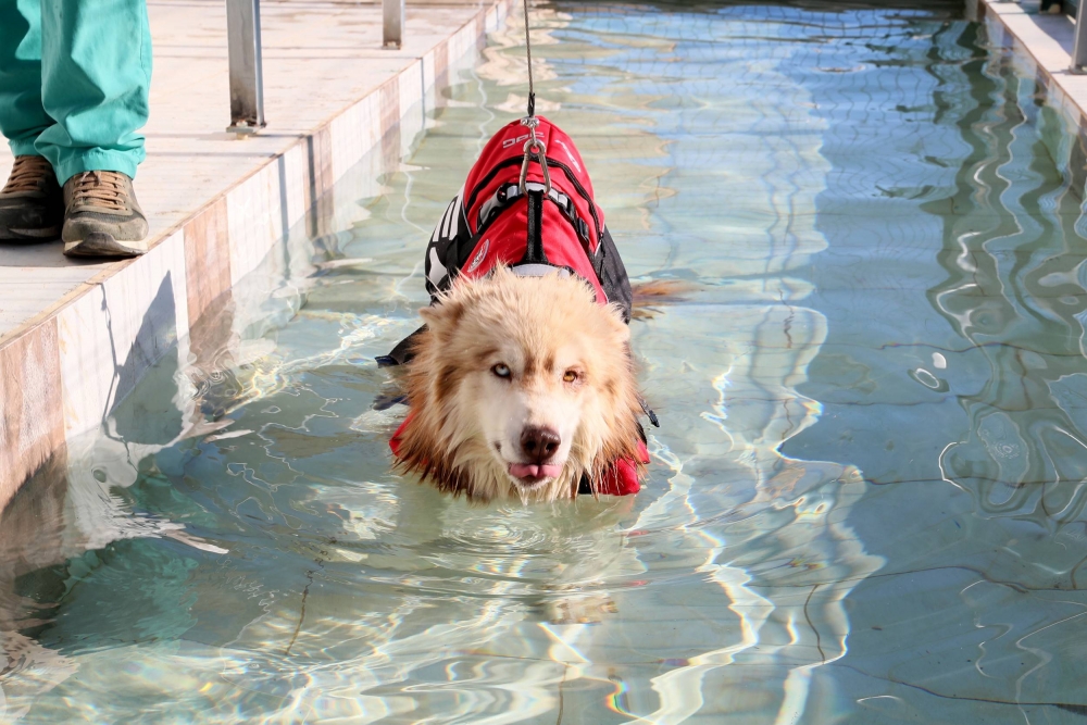 Köpekler İçin Fizik Tedavi Merkezi Ve Terapi Havuzu 3