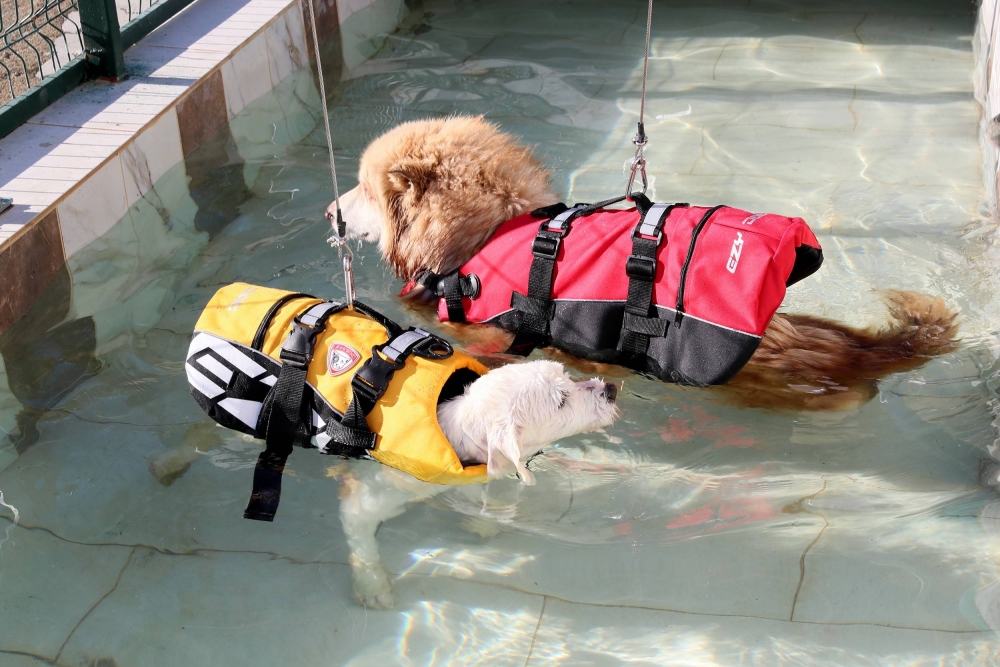 Köpekler İçin Fizik Tedavi Merkezi Ve Terapi Havuzu 4