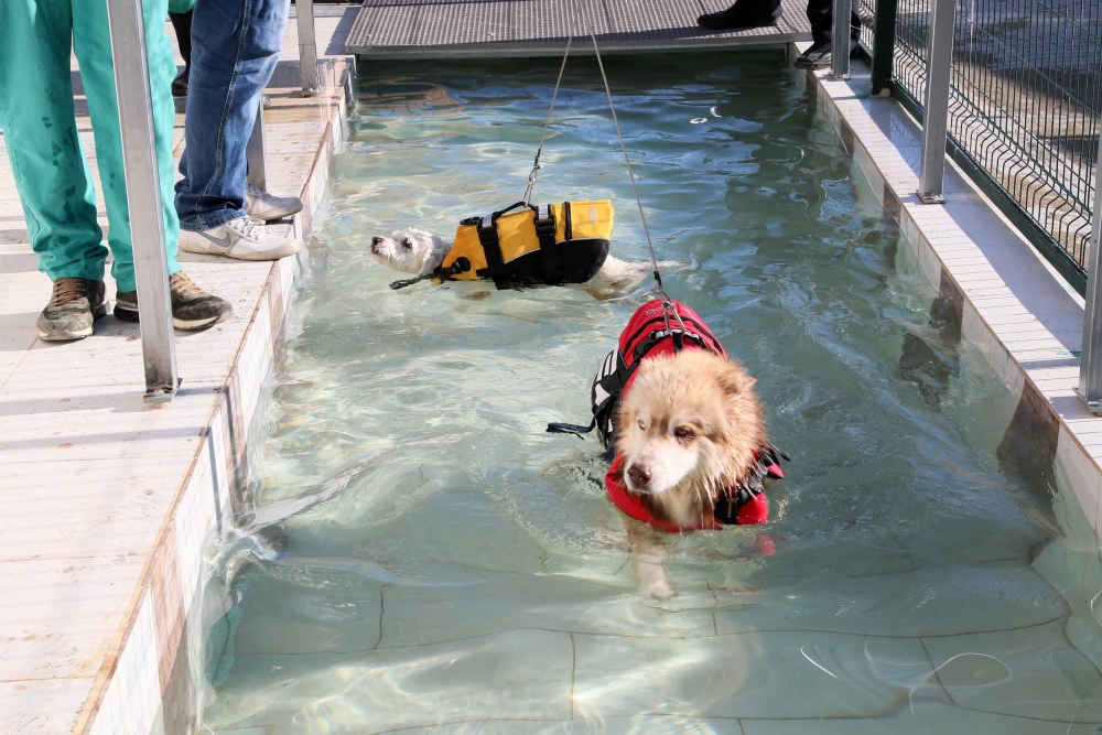 Köpekler İçin Fizik Tedavi Merkezi Ve Terapi Havuzu 5