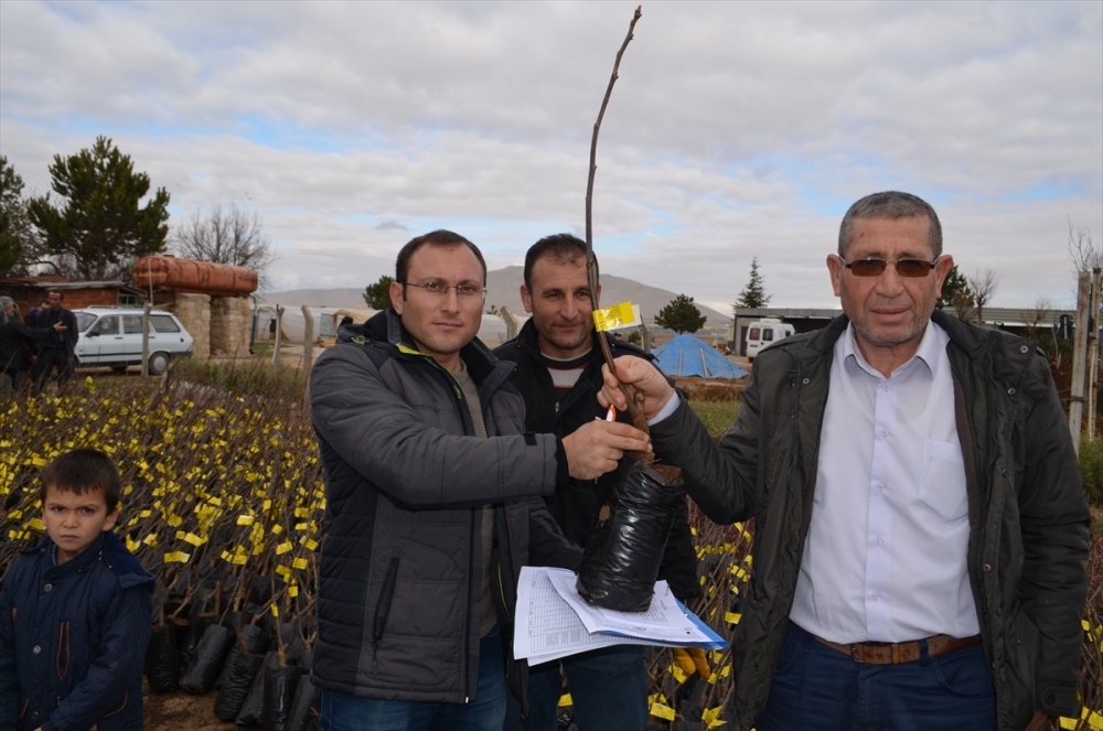 Konya'da Çiftçilere 5 Bin Fidan Dağıtıldı 3