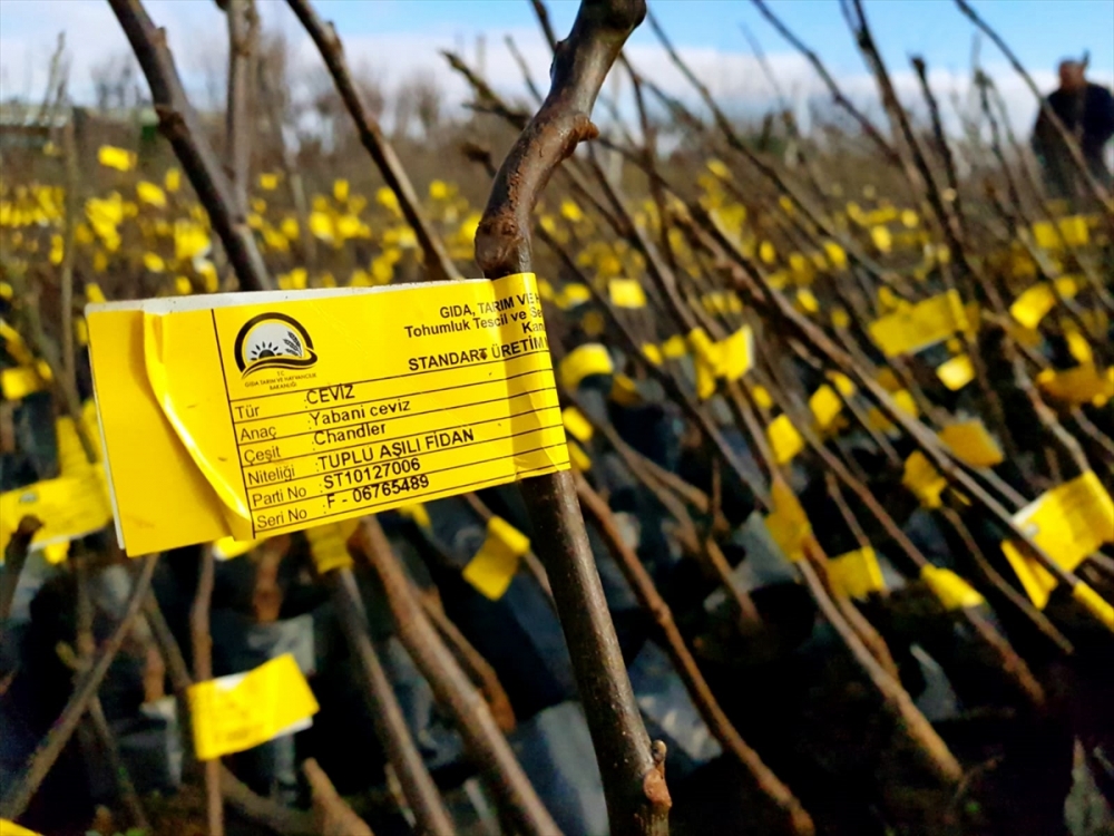 Konya'da Çiftçilere 5 Bin Fidan Dağıtıldı 4