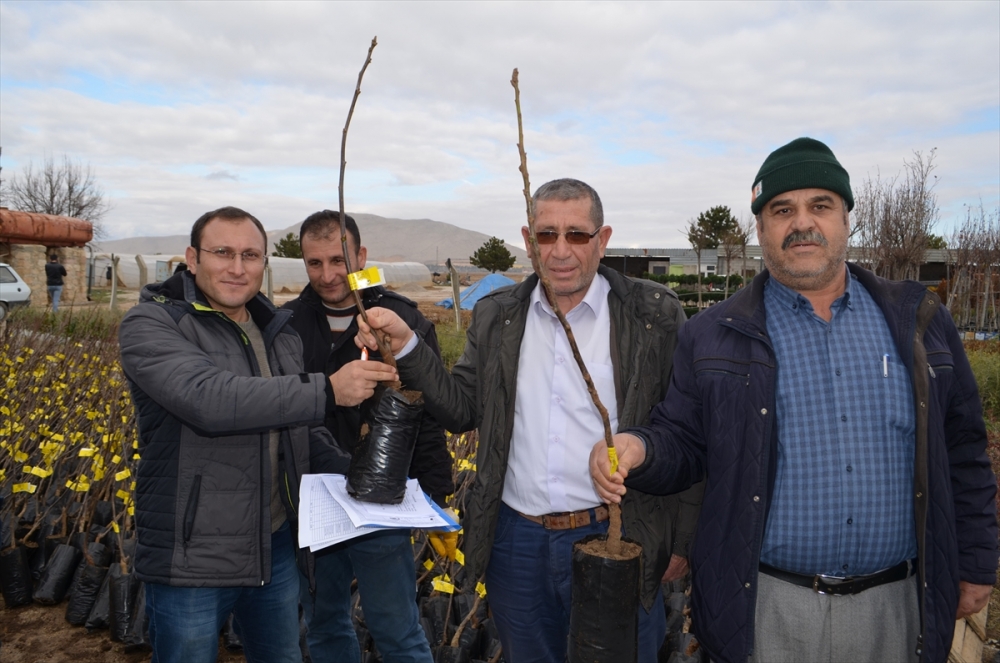 Konya'da Çiftçilere 5 Bin Fidan Dağıtıldı 5