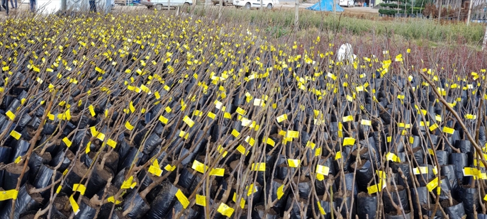 Konya'da Çiftçilere 5 Bin Fidan Dağıtıldı 6