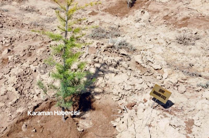 Şehitlerimizin İsimleri 15 Temmuz Hatıra Ormanında 10