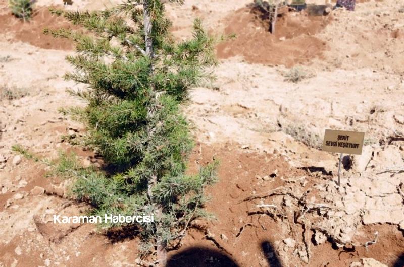 Şehitlerimizin İsimleri 15 Temmuz Hatıra Ormanında 5