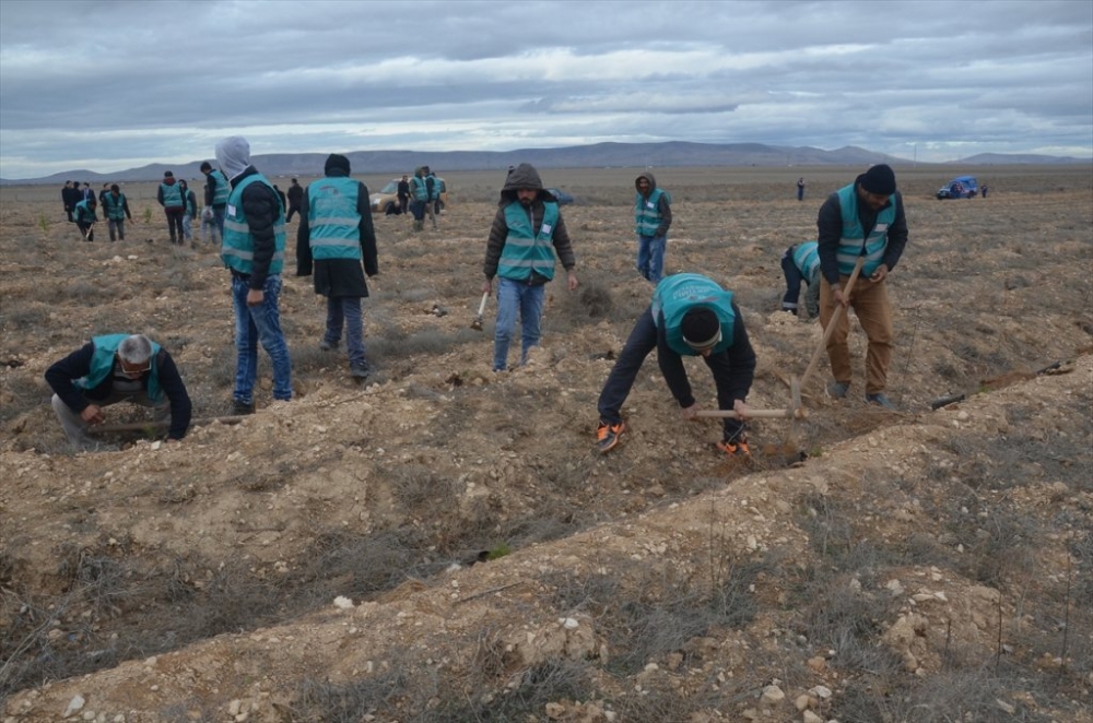 Karaman'da Hükümlüler Fidan Dikti 8