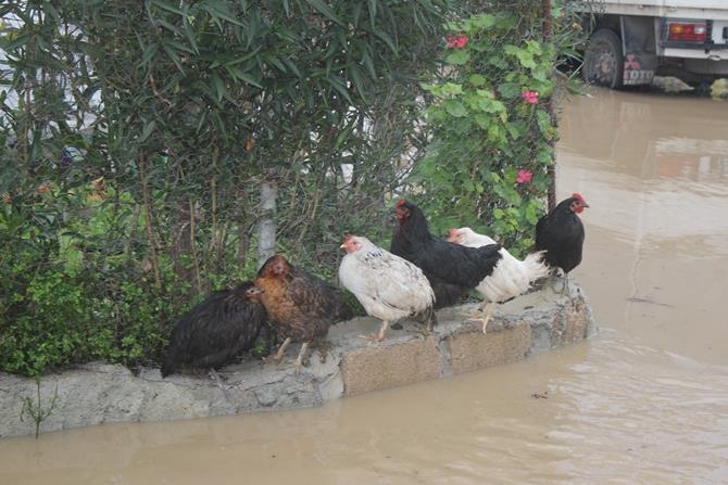 Manavgat’ta Yağmur Sebebiyle Dere Ve Kanallar Taştı 12