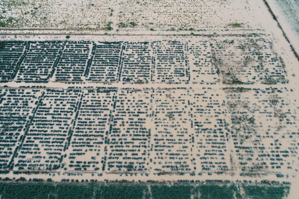 Mersin'de Su Basan Tarlalarda Yaralar Sarılmaya Çalışılıyor 10