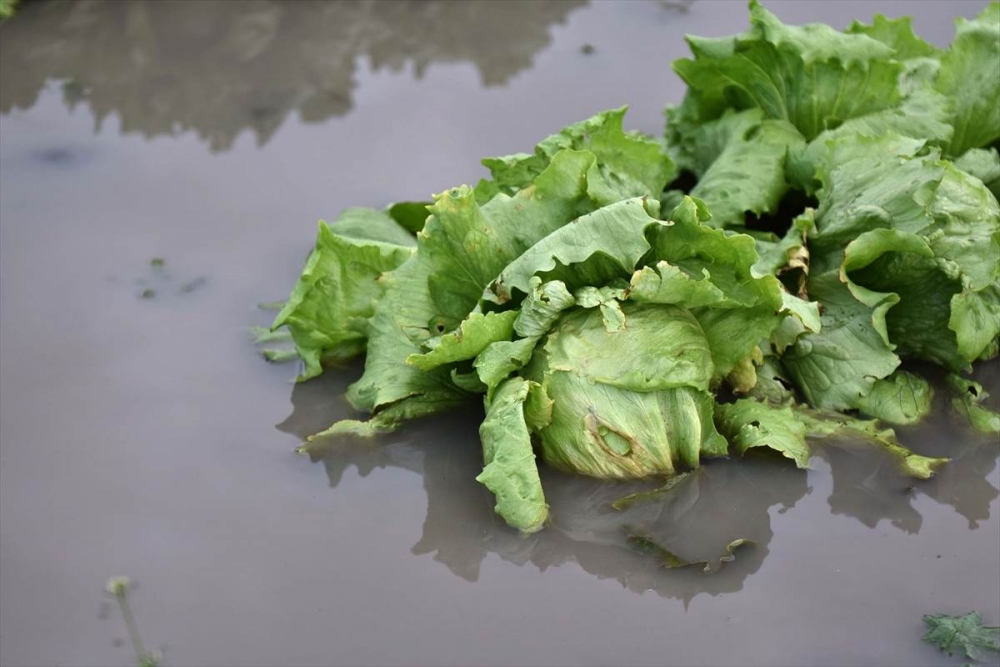 Mersin'de Su Basan Tarlalarda Yaralar Sarılmaya Çalışılıyor 31