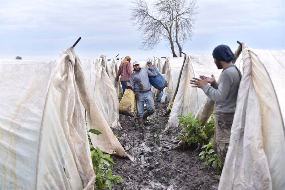 Mersin'de Su Basan Tarlalarda Yaralar Sarılmaya Çalışılıyor 35