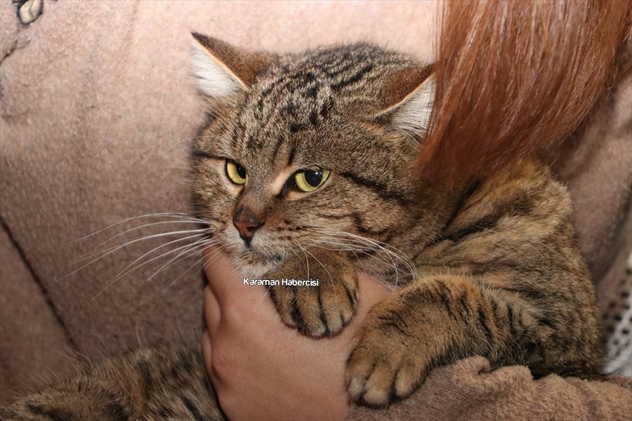 Karaman'da Liseliler Çöpte Buldukları Kediye Umut Oldular 1