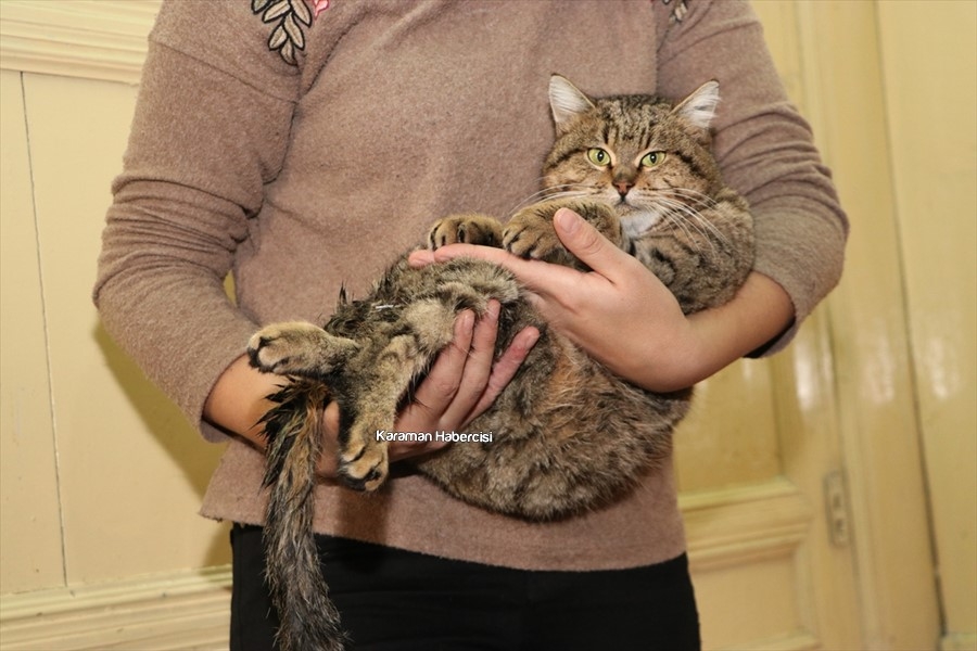Karaman'da Liseliler Çöpte Buldukları Kediye Umut Oldular 5