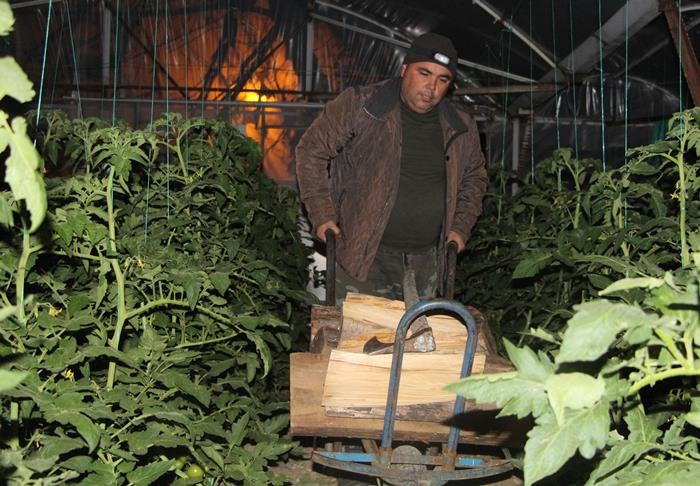 Soğuk Hava Antalya'da Çiftçiye Gece Yarısı Seraya Odun Taşıttı 5