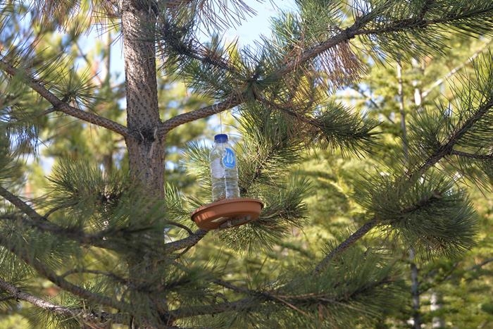 KMÜ'lü Öğrenciler Kuşyemliklerini Kuşlarla Buluşturdu 4