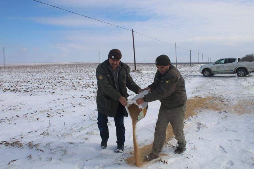 Karaman'da Kar Yağışı Nedeniyle Yaban Hayvanları İçin Doğaya Yem Bırakıl 1