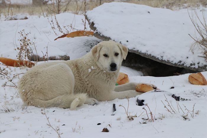 Hayvanlar İçin 15 Yıldır Doğaya Yem Bırakıyor 6
