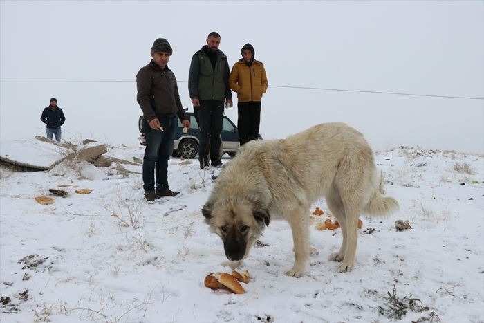 Hayvanlar İçin 15 Yıldır Doğaya Yem Bırakıyor 9