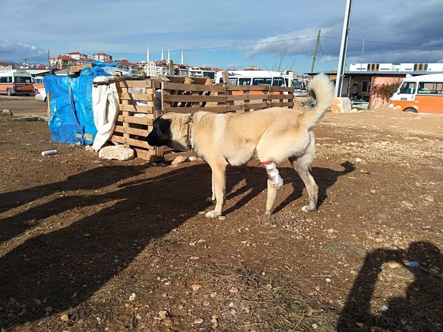 Ayağı Kangren Olan Köpeğe Karaman'da Dolmuş Şoförleri Sahip Çıktı 1