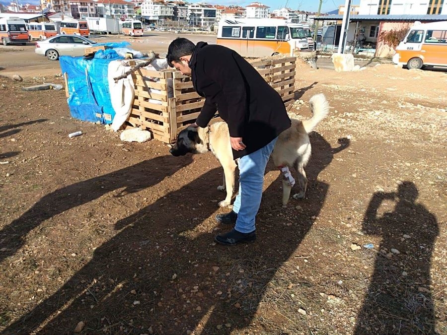 Ayağı Kangren Olan Köpeğe Karaman'da Dolmuş Şoförleri Sahip Çıktı 2