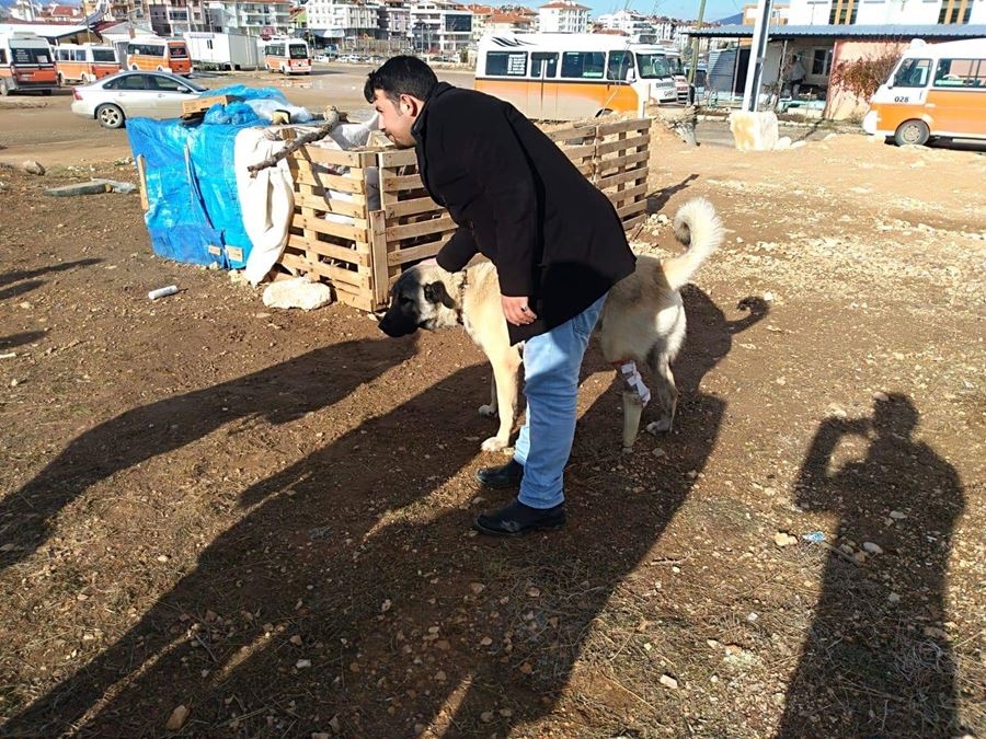 Ayağı Kangren Olan Köpeğe Karaman'da Dolmuş Şoförleri Sahip Çıktı 3