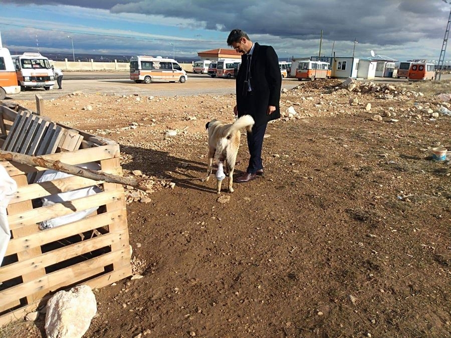 Ayağı Kangren Olan Köpeğe Karaman'da Dolmuş Şoförleri Sahip Çıktı 4