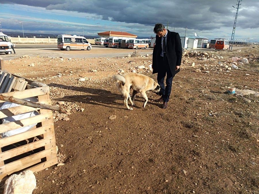Ayağı Kangren Olan Köpeğe Karaman'da Dolmuş Şoförleri Sahip Çıktı 5