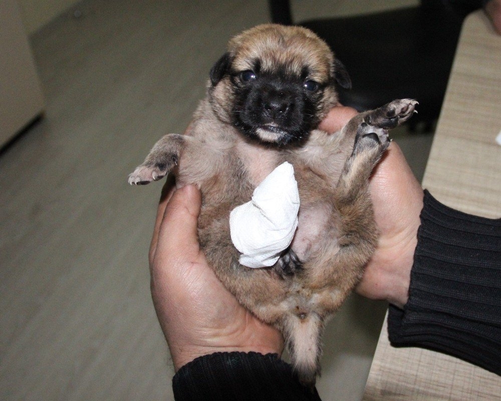 Karaman'da Köprü Altında Bir Ayağı Ve Kuyruğu Kesilmiş Yavru Köpek Bulun 1