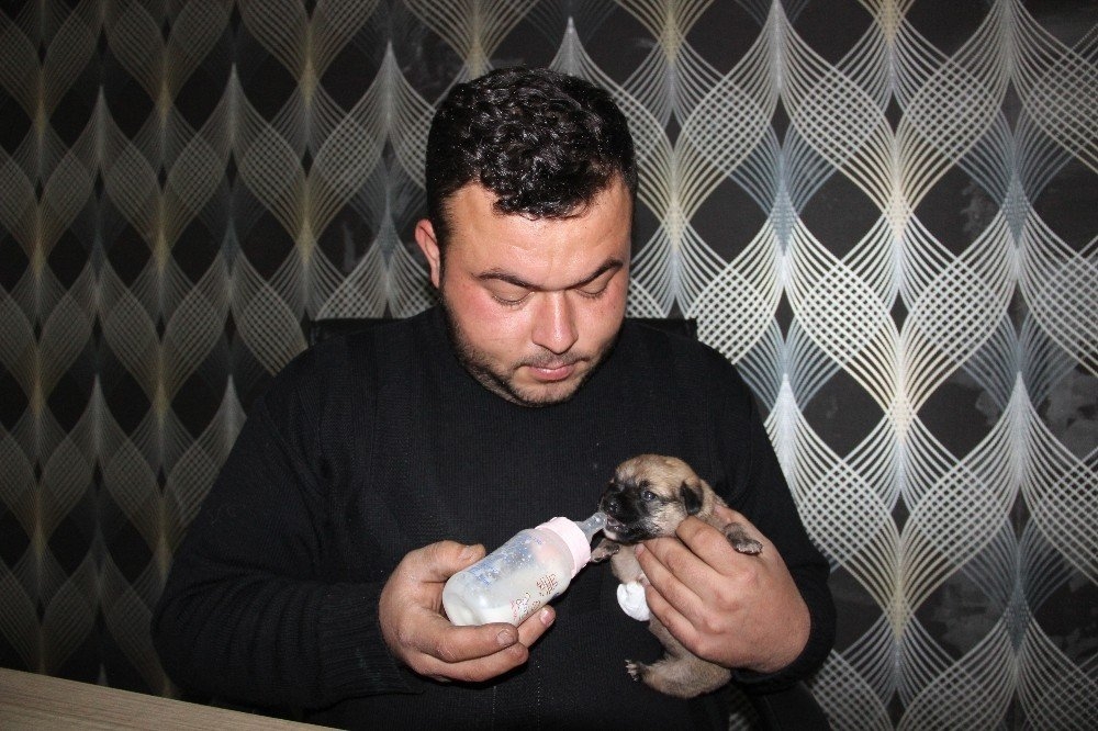 Karaman'da Köprü Altında Bir Ayağı Ve Kuyruğu Kesilmiş Yavru Köpek Bulun 2