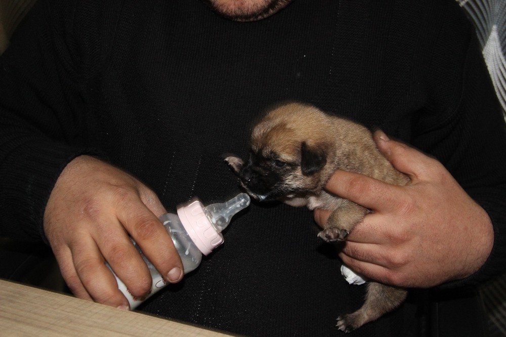 Karaman'da Köprü Altında Bir Ayağı Ve Kuyruğu Kesilmiş Yavru Köpek Bulun 3