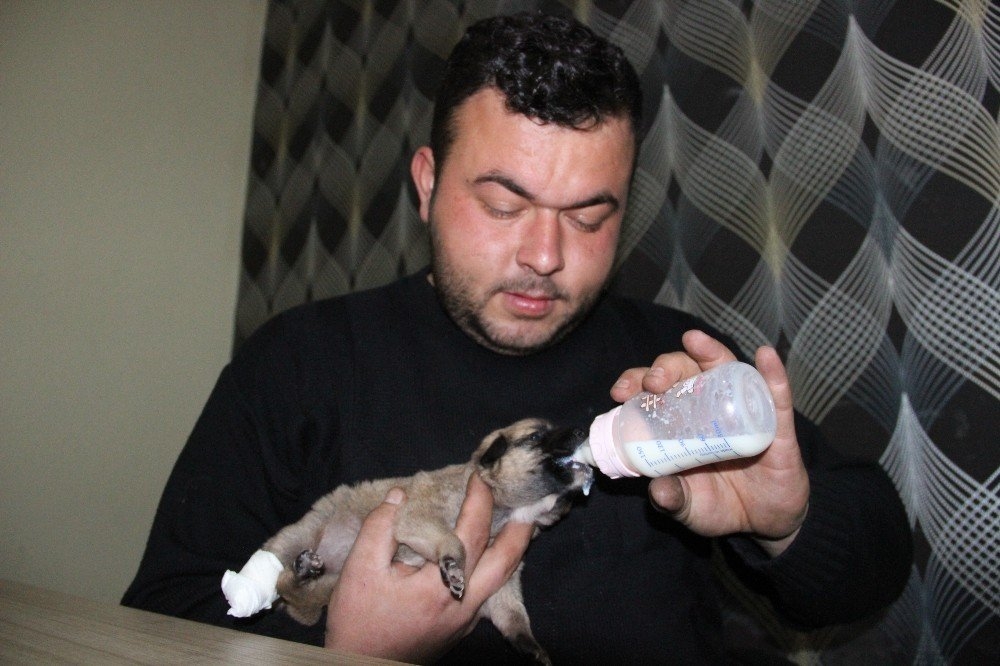 Karaman'da Köprü Altında Bir Ayağı Ve Kuyruğu Kesilmiş Yavru Köpek Bulun 4